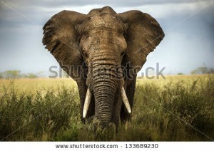 stock-photo-background-elephant-133689230