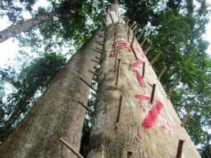 inokulasi stick