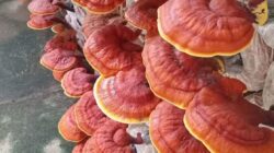 9 Manfaat Tersembunyi dalam Jamur Lingzhi