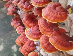 9 Manfaat Tersembunyi dalam Jamur Lingzhi