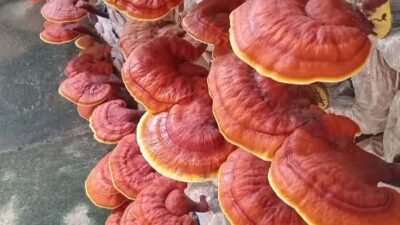 9 Manfaat Tersembunyi dalam Jamur Lingzhi