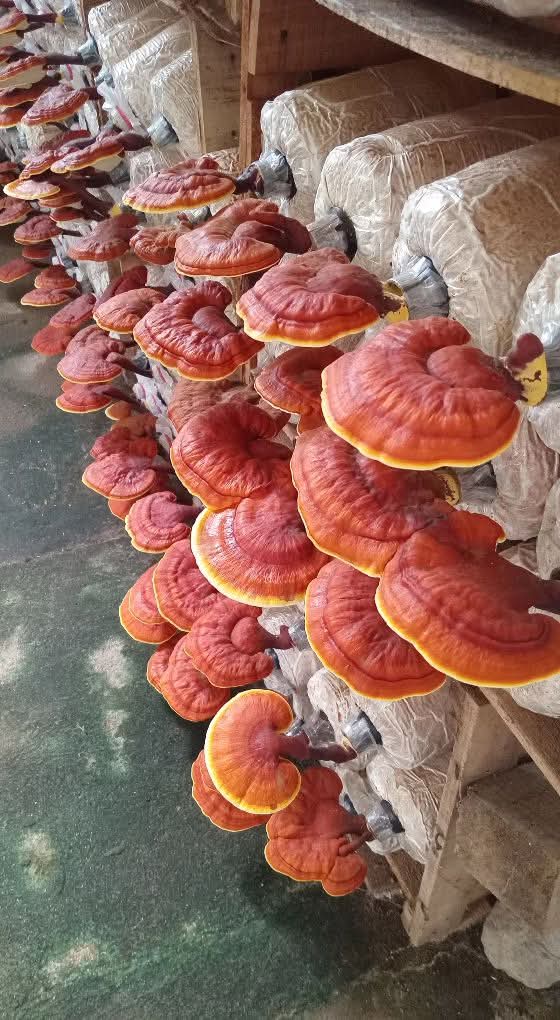 9 Manfaat Tersembunyi dalam Jamur Lingzhi
